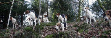 Foxhounds in Lake District by Betty Fold Gallery